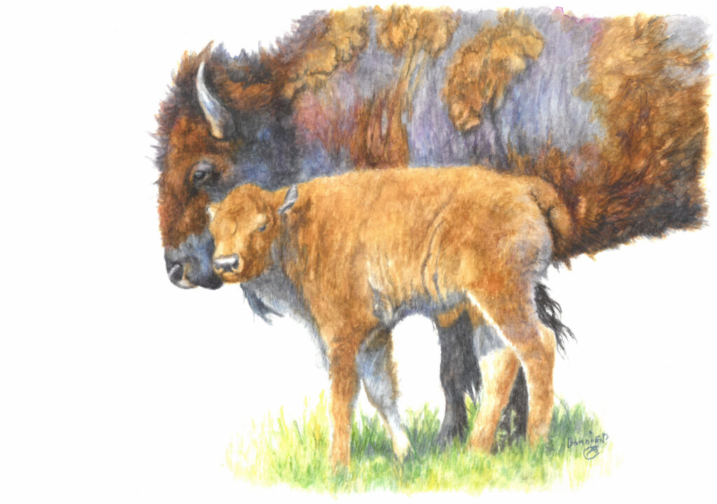 Buffalo and Calf