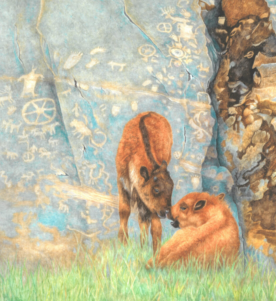 Buffalo Calves