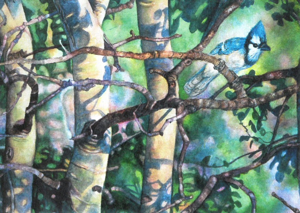 Blue Jay