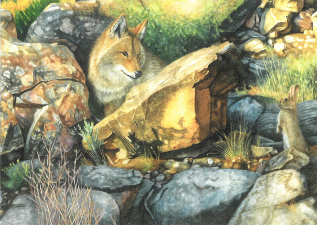 Fox and Hare