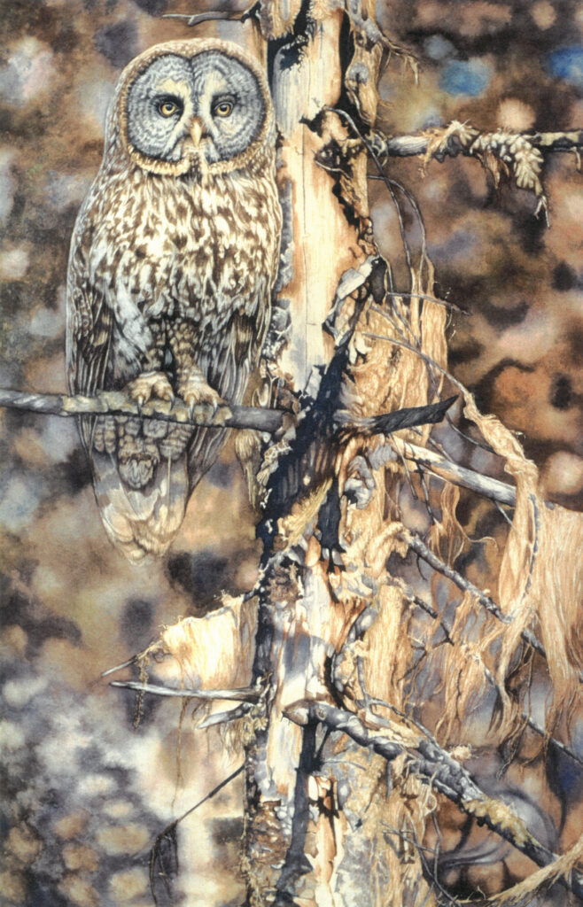 Owl in Tree